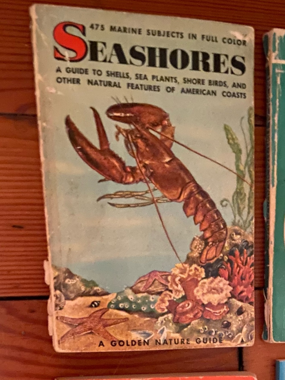 Vintage 50s 1950s Seashores Golden Nature book BEACH seashell birds bird ocean